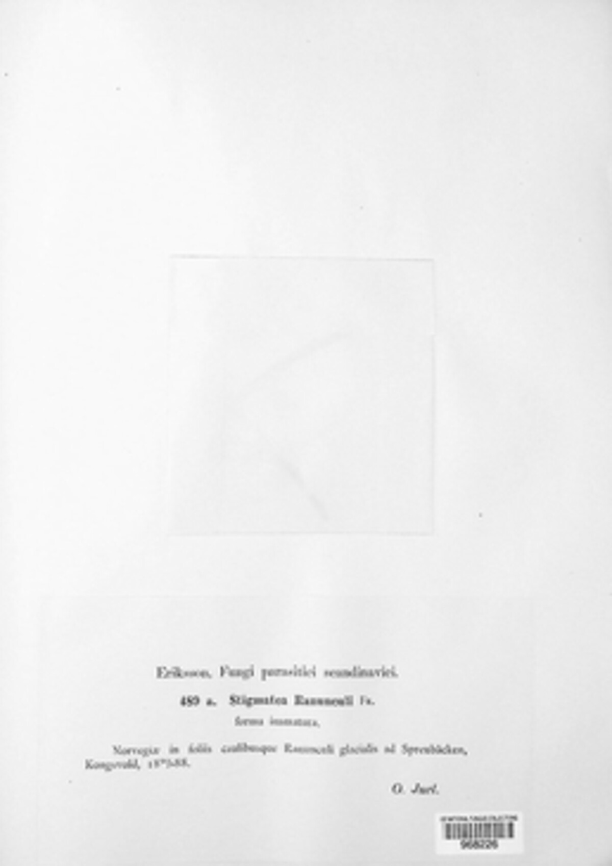 Dothidea ranunculi image
